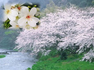 【周休二日】一"桐"賞花趣